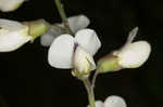 Spiked wild indigo